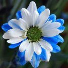 100 Seeds Rare Ballad of Dueana Chrysanthemum Flower Seeds Fresh Seeds