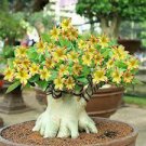 4 Seeds Yellow Adenium Red Stripe Desert Rose Flower Seeds Fresh Seeds