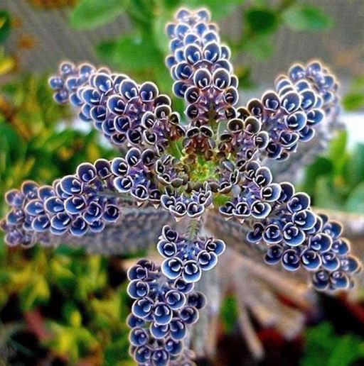 200 Seeds Kalanchoe Thyrsiflora Succulent Seeds Fresh Seeds