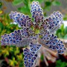 200 Seeds Kalanchoe Thyrsiflora Succulent Seeds Fresh Seeds