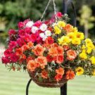 400 Seeds Portulaca Grandiflora Mixed Colorful Moss Rose Flower Seeds Fresh Seeds