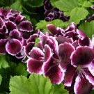 20 Seeds Rich Burgundy Purple Perennial Pelargonium Flower Seeds Fresh Seeds