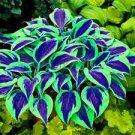 400 Seeds Colorful Hosta Flores Indoor Bonsai Flower Seeds Fresh Seeds