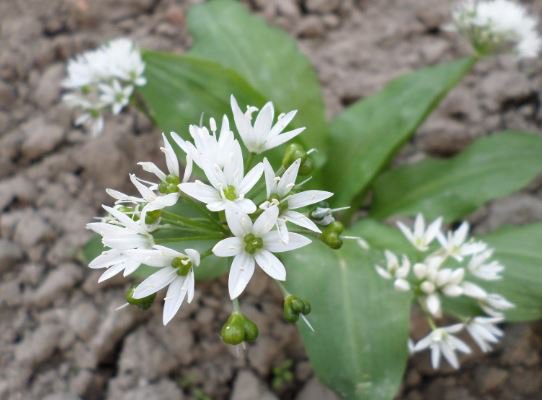 100 Seeds Ramsons Wild Garlic Plant Seeds Fresh Seeds