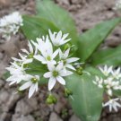 100 Seeds Ramsons Wild Garlic Plant Seeds Fresh Seeds