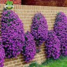 500 Seeds Cascade Purple Aubrieta Flower Seeds Fresh Seeds