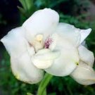 200 Seeds Peristeria Elata Orchid Flower Seeds Fresh Seeds