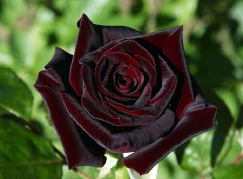 100 Seeds Black Baccara Rose Flower Seeds Fresh Seeds