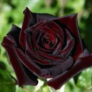 100 Seeds Black Baccara Rose Flower Seeds Fresh Seeds