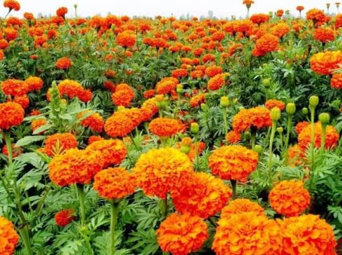 200 Seeds Mixed Chrysanthemum Seeds Perennial Flowering Rose Pink Orange Yellow Red Marigold Fresh S