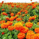 200 Seeds Mixed Chrysanthemum Seeds Perennial Flowering Rose Pink Orange Yellow Red Marigold Fresh S