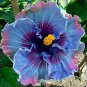 40 Seeds Rare Mixed Color Giant Hibiscus Potted Plant Perennial Flower Seeds Fresh Seeds