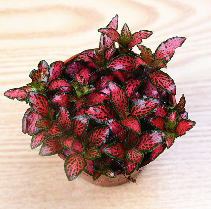 200 Seeds Fittonia Verschaffeltii Plant Seeds Fresh Seeds