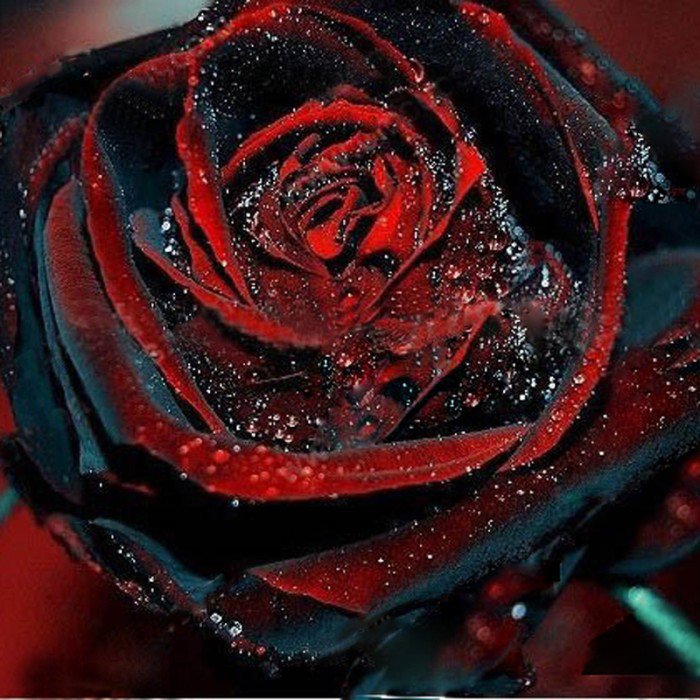 200 Seeds Black Rose Flower with Red Edge Rare Rose Garden Seeds Fresh Seeds