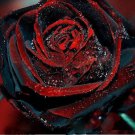 200 Seeds Black Rose Flower with Red Edge Rare Rose Garden Seeds Fresh Seeds