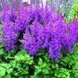 200 Seeds Dark Blue Astilbe Chinensis Perennial Flower Seeds Fresh Seeds