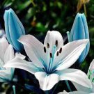100 Seeds Blue Heart Lily Seeds for Potted Bonsai Lily Flower Fresh Seeds