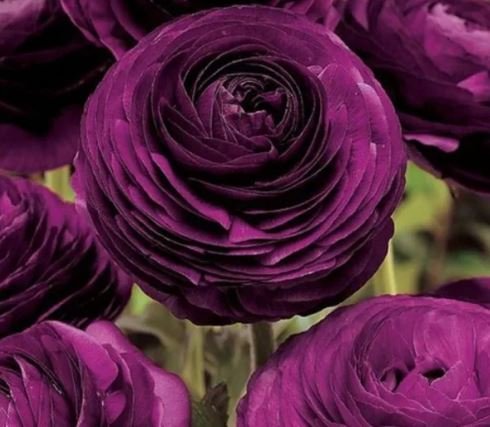 40 Seeds 'Zi Yuren' Dark Purple Ranunculus Asiaticus Perennial Flower Seeds Fresh Seeds