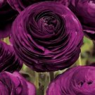 40 Seeds 'Zi Yuren' Dark Purple Ranunculus Asiaticus Perennial Flower Seeds Fresh Seeds
