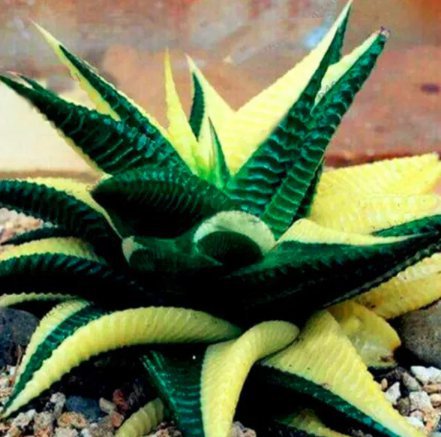200 Seeds Succulent Aloe Vera Plant Seeds Fresh Seeds