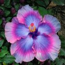 40 Seeds Giant Purple Hibiscus Exotic Coral Flower Seeds Fresh Seeds