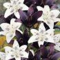 200 Seeds Amaryllis Chinese Bonsai Amarilis Planting Seeds Fresh Seeds