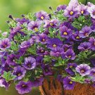 400 Seeds 'Kabloom' Calibrachoa Mixed Bonsai Hanging Petunia Seeds Fresh Seeds
