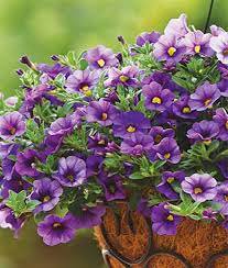 400 Seeds 'Kabloom' Calibrachoa Mixed Bonsai Hanging Petunia Seeds Fresh Seeds