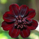 200 Seeds Chocolate Cosmos Plant Seeds Fresh Seeds