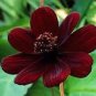 200 Seeds Chocolate Cosmos Plant Seeds Fresh Seeds