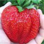 200 Seeds Rarest Heirloom Super Giant Japan Red Strawberry Seeds Fresh Seeds