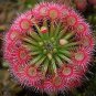 200 Seeds Rare Colorful Drosera Peltata Potted Plant Seeds Fresh Seeds