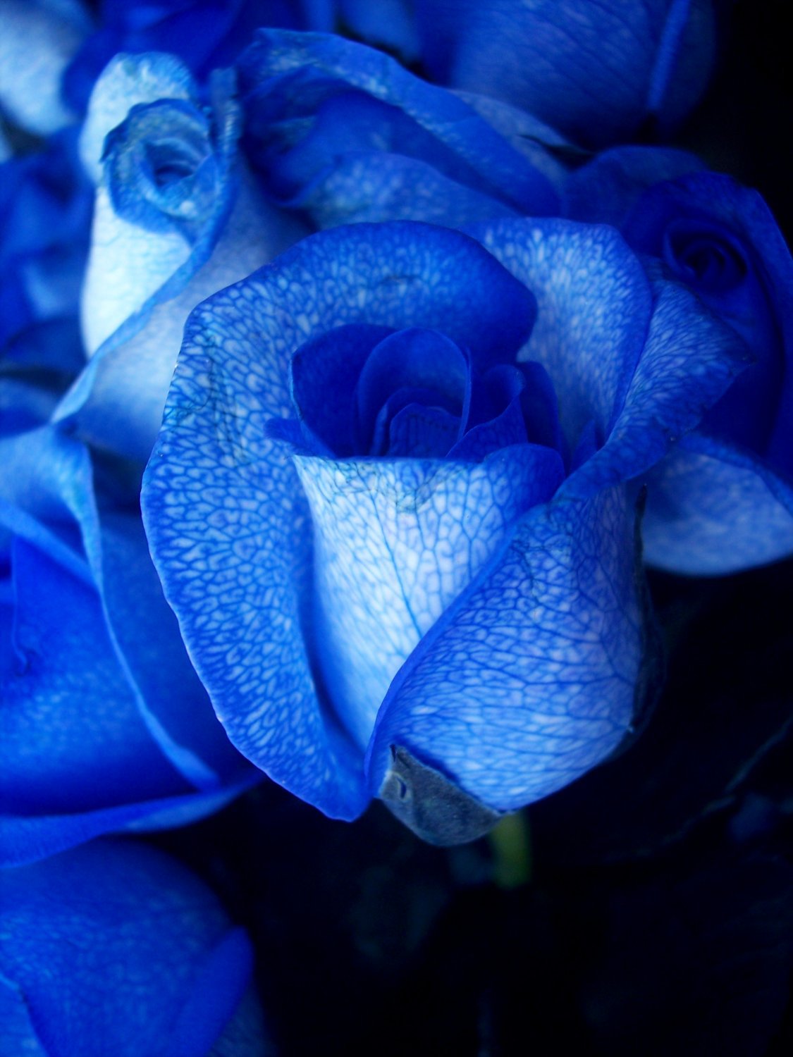 200 Seeds Blue Rose Fragrant Flowering Plants Seeds Fresh Seeds