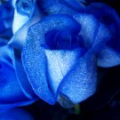 200 Seeds Blue Rose Fragrant Flowering Plants Seeds Fresh Seeds