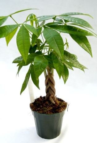 4 Seeds Money Tree Pachira Aquatica Malabar Chestnut Plant Seeds Fresh Seeds