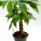 4 Seeds Money Tree Pachira Aquatica Malabar Chestnut Plant Seeds Fresh Seeds