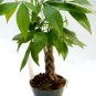 4 Seeds Money Tree Pachira Aquatica Malabar Chestnut Plant Seeds Fresh Seeds