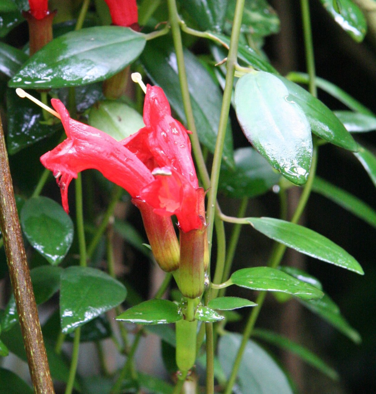 200 Seeds Rare Lipstick Flower Garden Plant Seeds Fresh Seeds