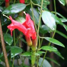 200 Seeds Rare Lipstick Flower Garden Plant Seeds Fresh Seeds