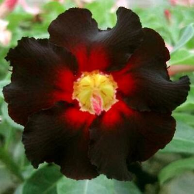 4 Seeds Imported 'Fire Lady' Black Red Desert Rose Adenium Flower Seeds Fresh Seeds