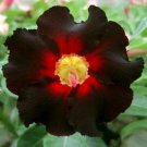 4 Seeds Imported 'Fire Lady' Black Red Desert Rose Adenium Flower Seeds Fresh Seeds