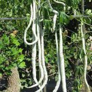 8 Seeds Long Snake Gourd 'Trichosanthes Cucumerina' Vegetable Seeds Fresh Seeds