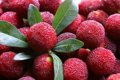 10 Seeds Red Sweet Waxberry Fruit Seeds Fresh Seeds