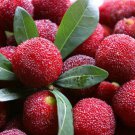 10 Seeds Red Sweet Waxberry Fruit Seeds Fresh Seeds