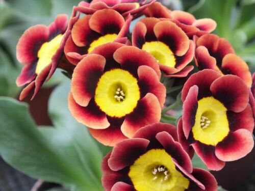200 Seeds Tricolor Rare Petunia Annual Flower Seeds Fresh Seeds