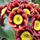 200 Seeds Tricolor Rare Petunia Annual Flower Seeds Fresh Seeds