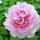 10 Seeds Purely Pink Salmon Peony Tree Flower Seeds Fresh Seeds