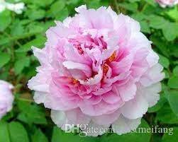 10 Seeds Purely Pink Salmon Peony Tree Flower Seeds Fresh Seeds