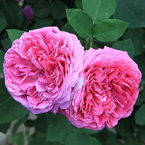 100 Seeds Heirloom Pink Rose Bush Flower Seeds Fresh Seeds