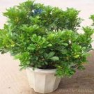 200 Seeds Aglaia Odorata Bonsai Rare Balcony Potted Plant Flower Seeds Fresh Seeds
